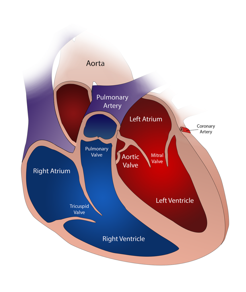 heart, valve, circulatory-2222964.jpg